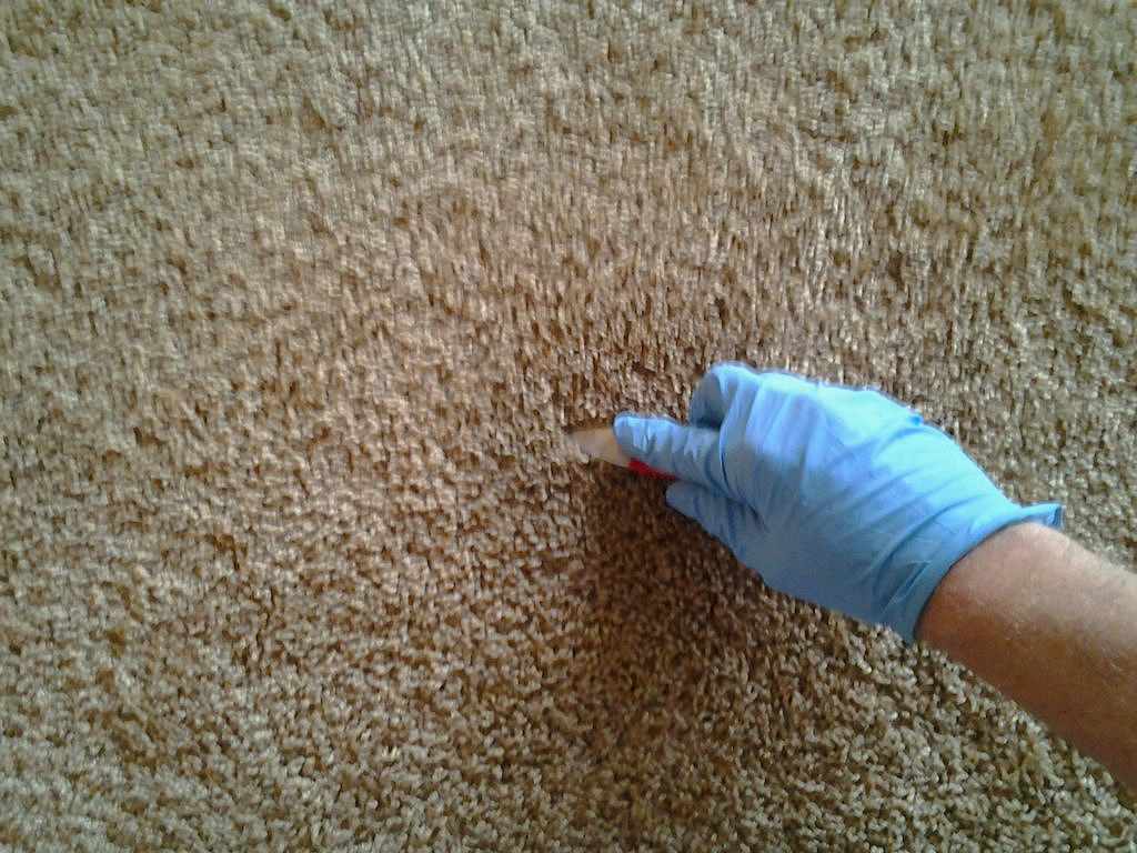 Carpet Cleaning